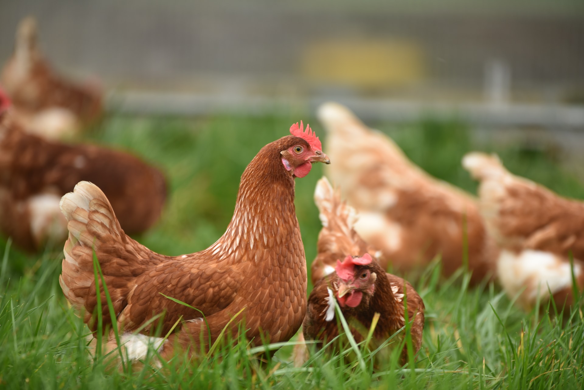 Данис Зарипов вложит в бизнес по утилизации куриного помета